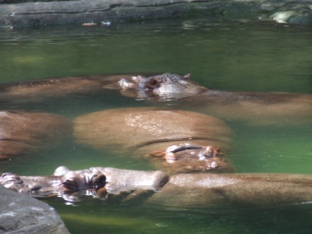Nijlpaarden tijdens de safari in Disney's Animal Kingdom